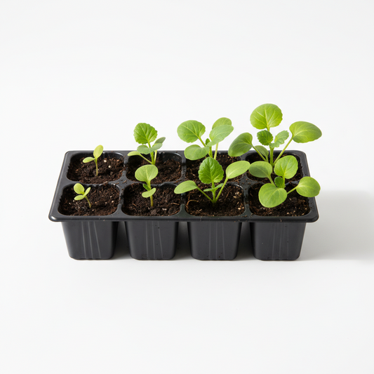 Seedlings